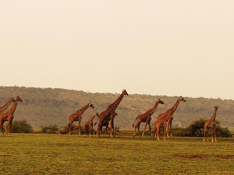 arusha park giraffes 800x600_1549570042