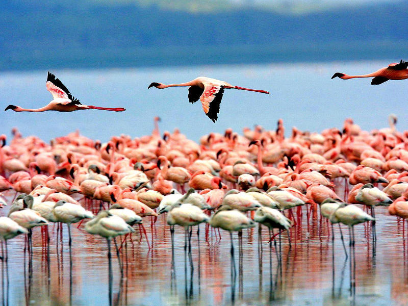 lake manyara flamingoes_1517404446