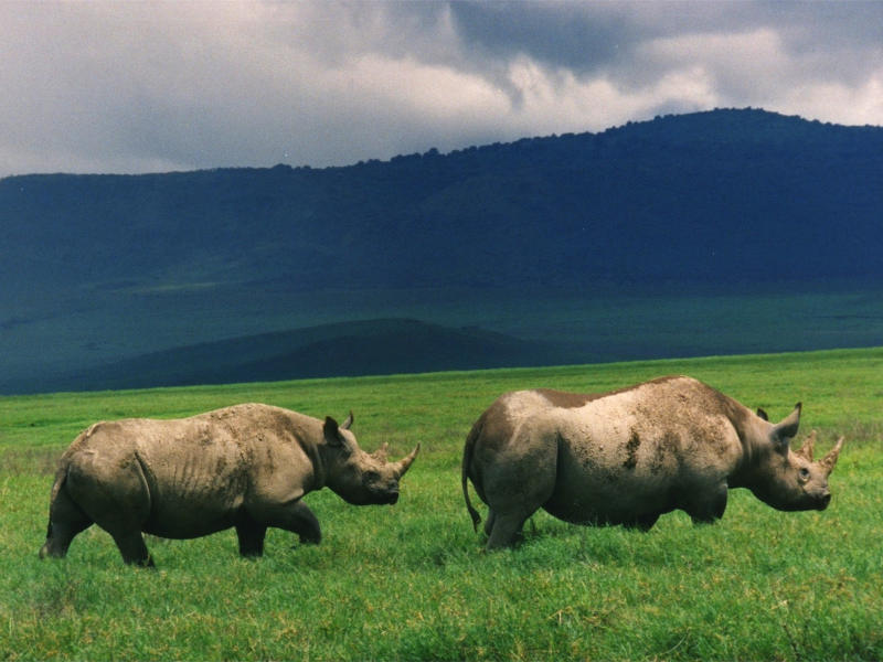ngorongoro_1517404487