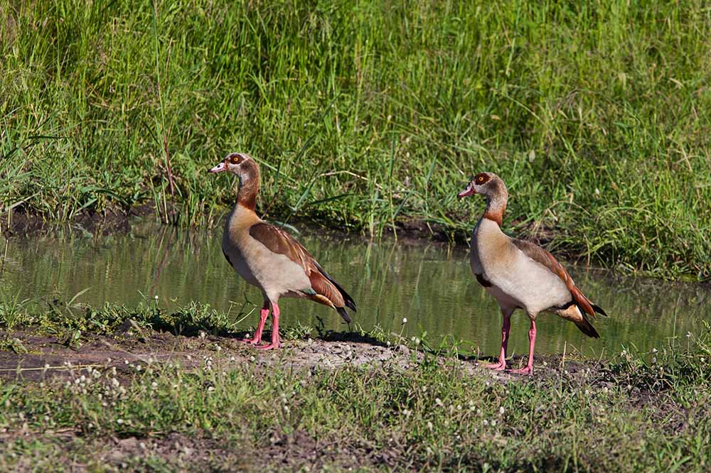 Escorted Birding Expedition