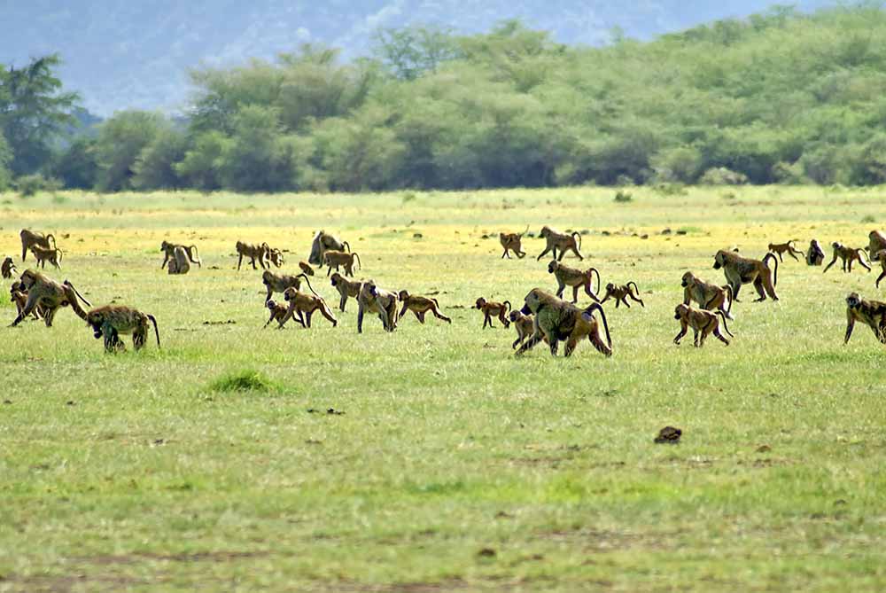 Lake Manyara National Park