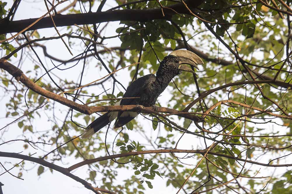 Lake Manyara National Park