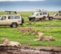 Ngorongoro 4a 90x80