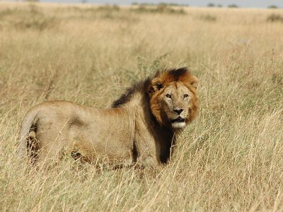 african-lion-800x600_1549572632