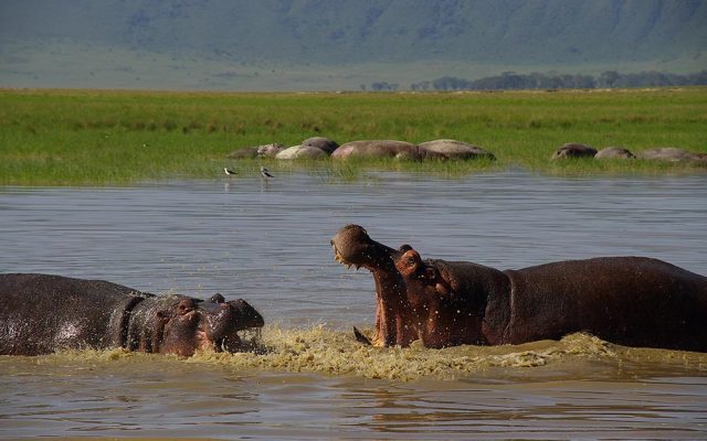 Ngorongoro Crater