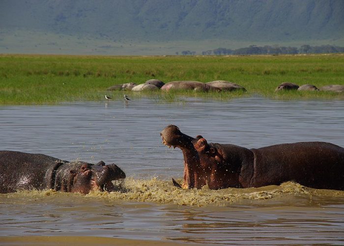 Ngorongoro Crater, Tanzania Standard Safari